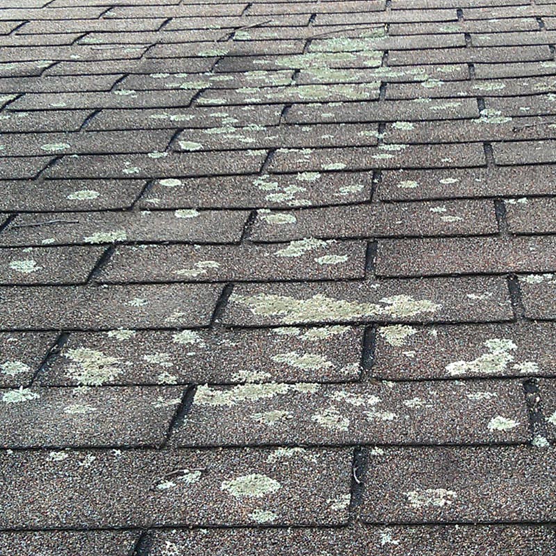 lichens growth on roof Charlotte NC