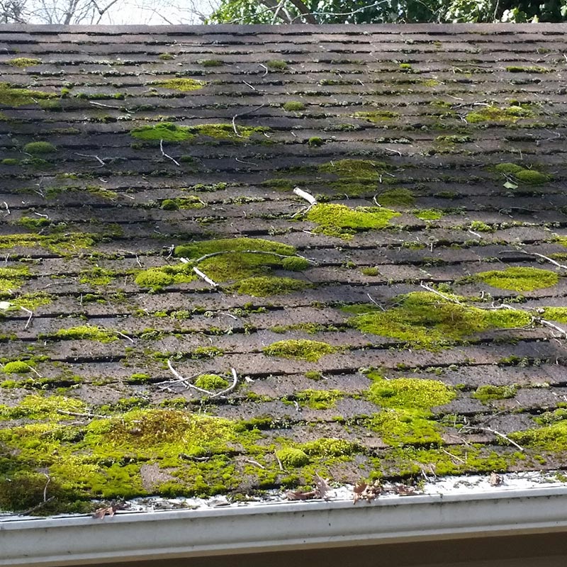 Moss growth on roof Charlotte NC