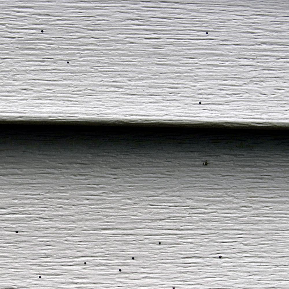 shot gun fungus on siding Charlotte